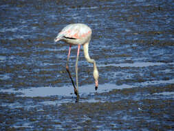 Imagem de Phoenicopterus roseus Pallas 1811