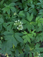 Image of Pacific waterleaf