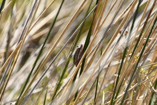 Image of Slender Tree Frog