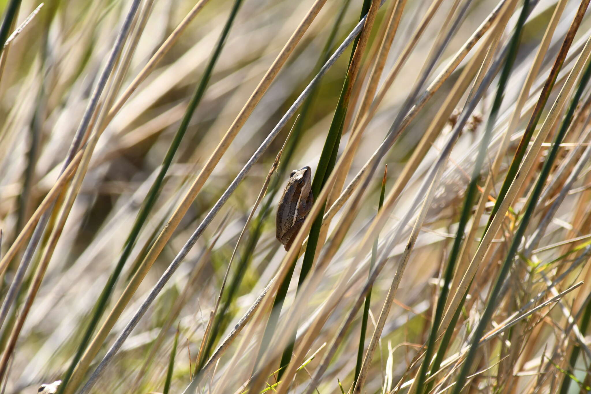 Sivun Litoria adelaidensis (Gray 1841) kuva