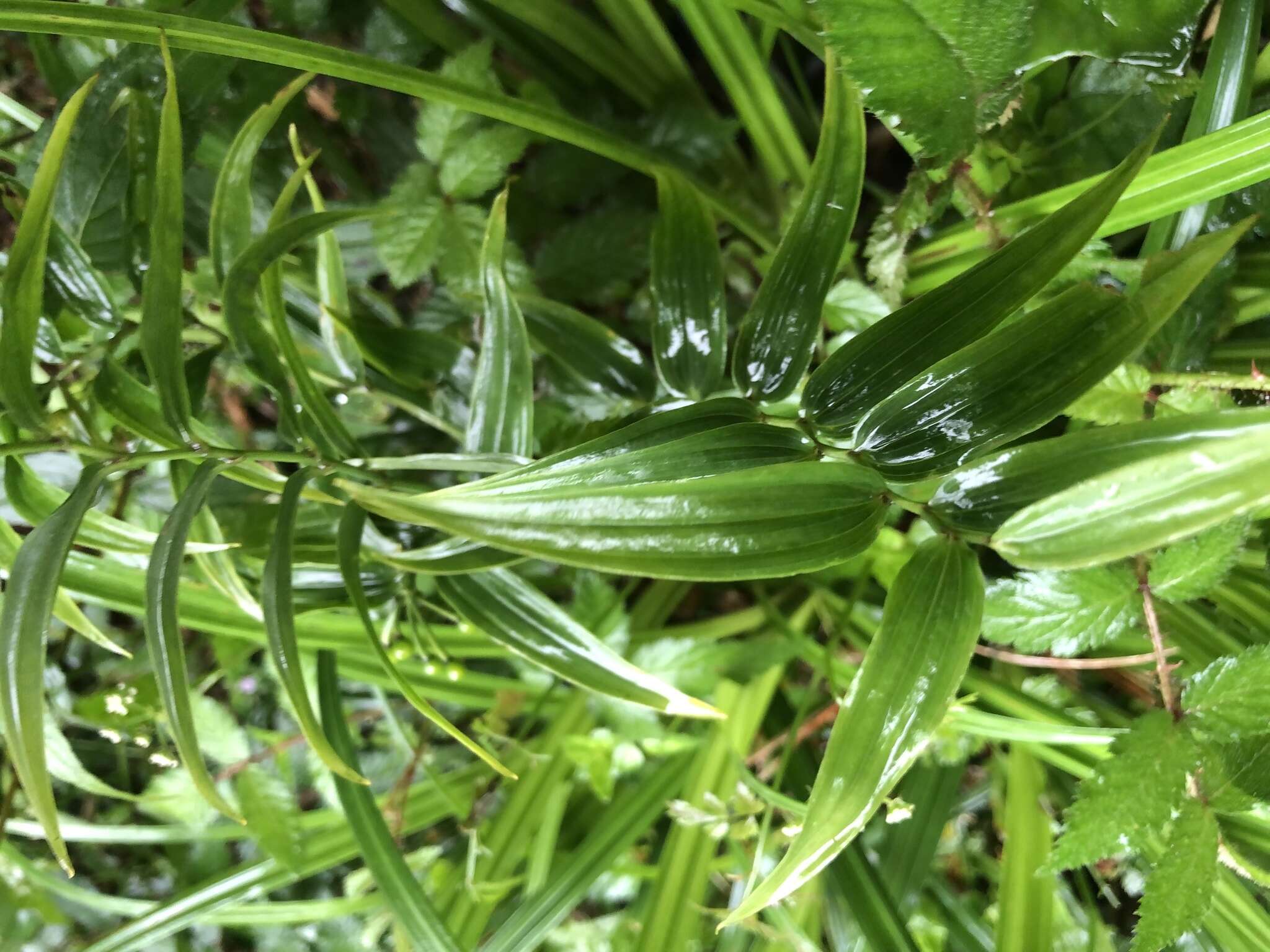 Image of Disporum shimadae Hayata