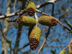 Imagem de Alnus acuminata subsp. arguta (Schltdl.) Furlow