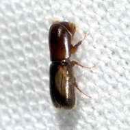 Image of Monarthrum fasciatum Wood & Bright 1992