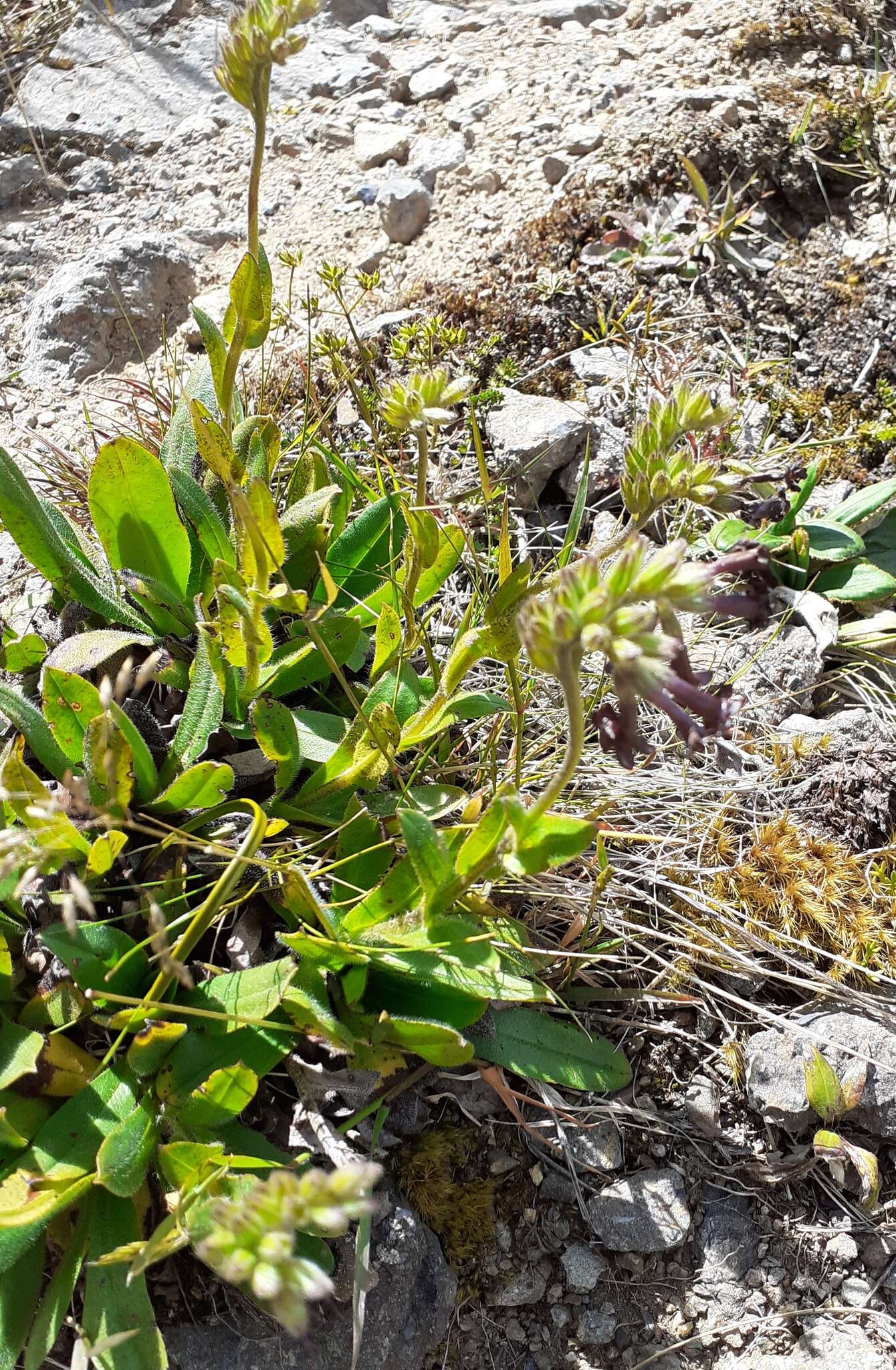 Image of Myosotis macrantha (Hook. fil.) Benth. & Hook. fil.