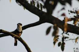 Image of Buff-bellied Puffbird