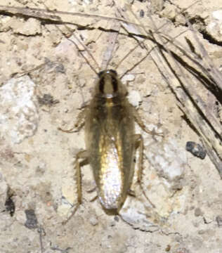 Image of Asian Cockroach