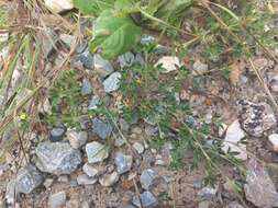 Image of shrubby pencilflower