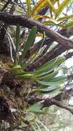 Image of Angraecum borbonicum Bosser