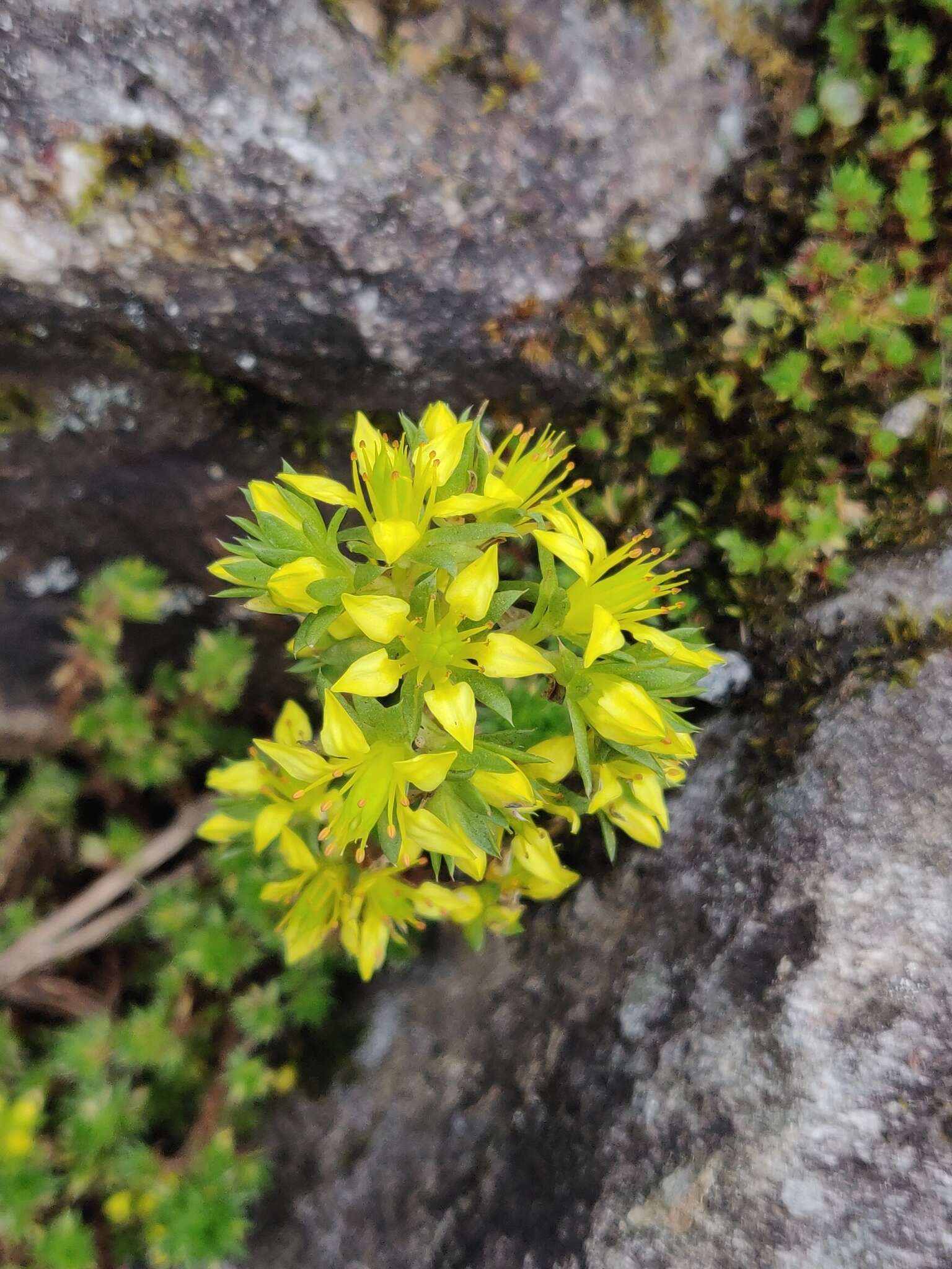 Image of Sedum trullipetalum Hook. & Thoms.