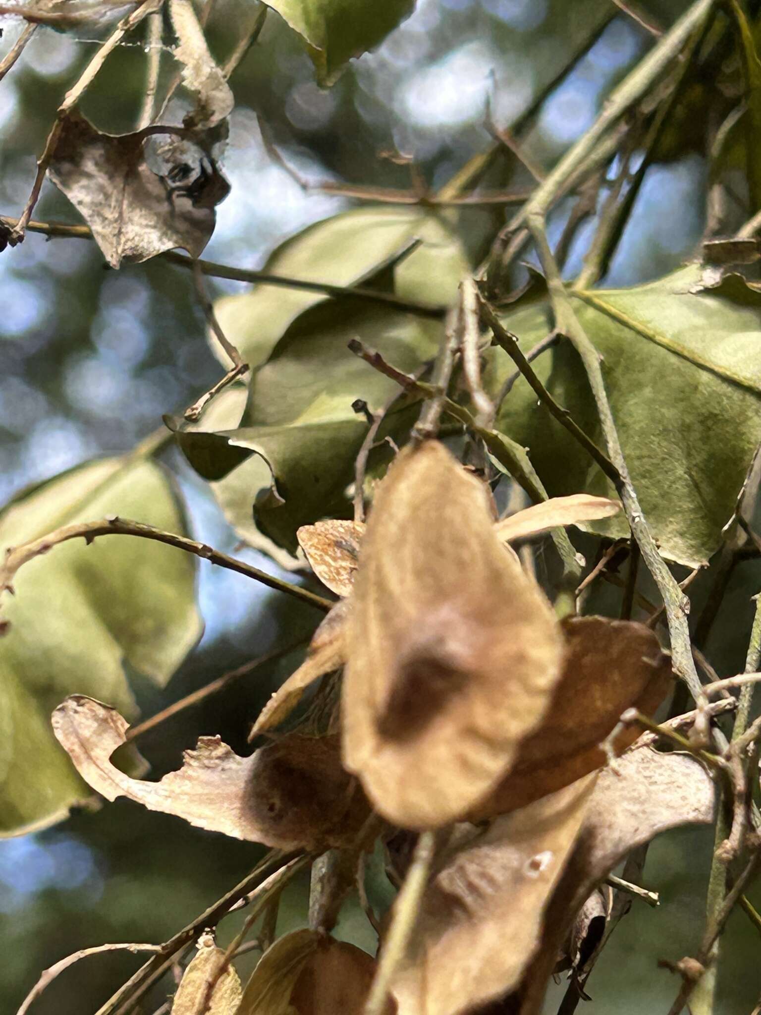 Image of Pentaceras australe (F. Müll.) Hook. fil.