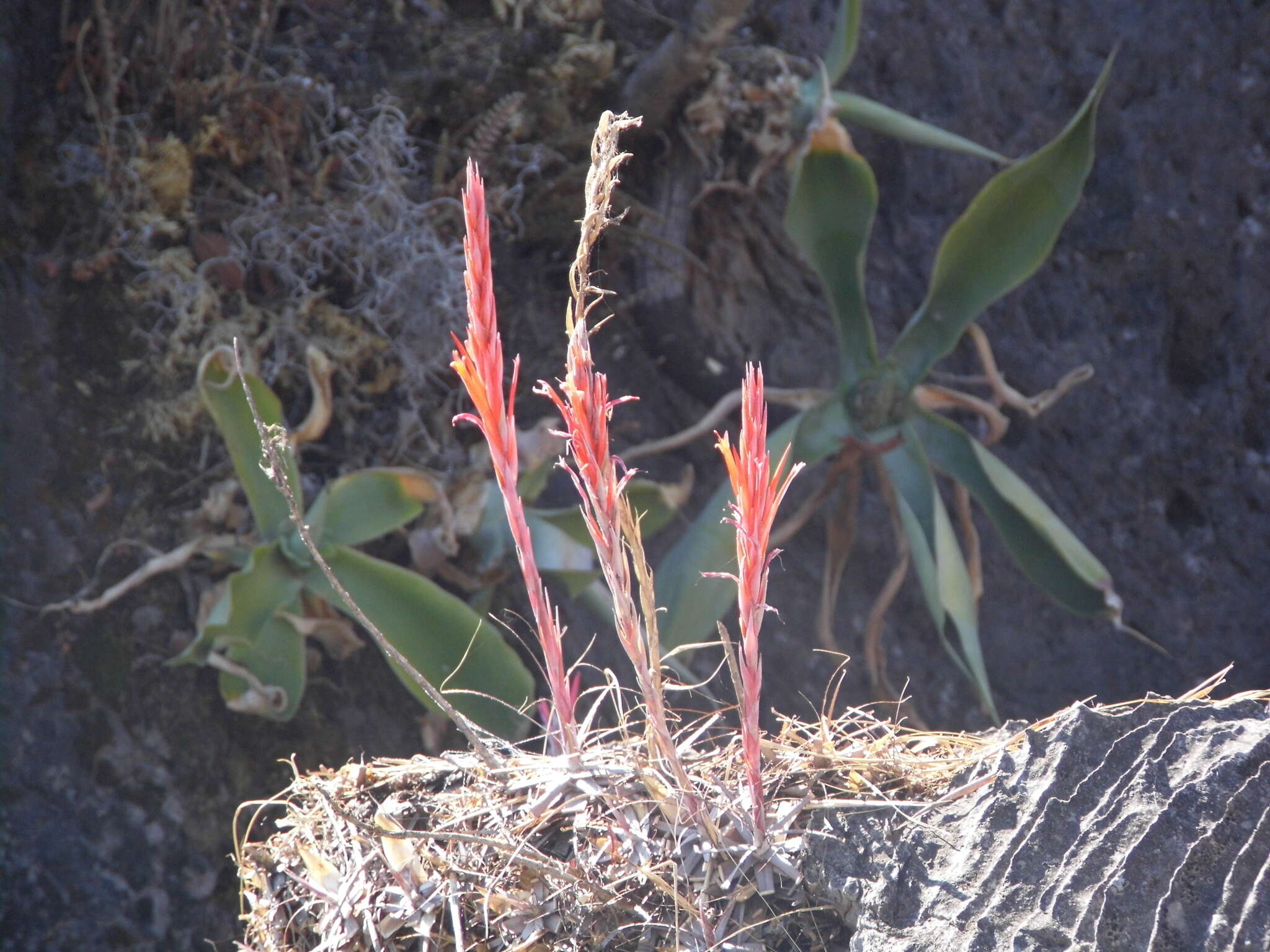 Image of Pitcairnia karwinskyana Schult. & Schult. fil.