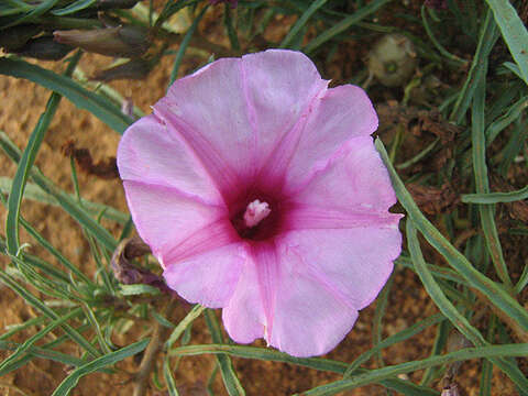 Слика од Ipomoea bolusiana Schinz