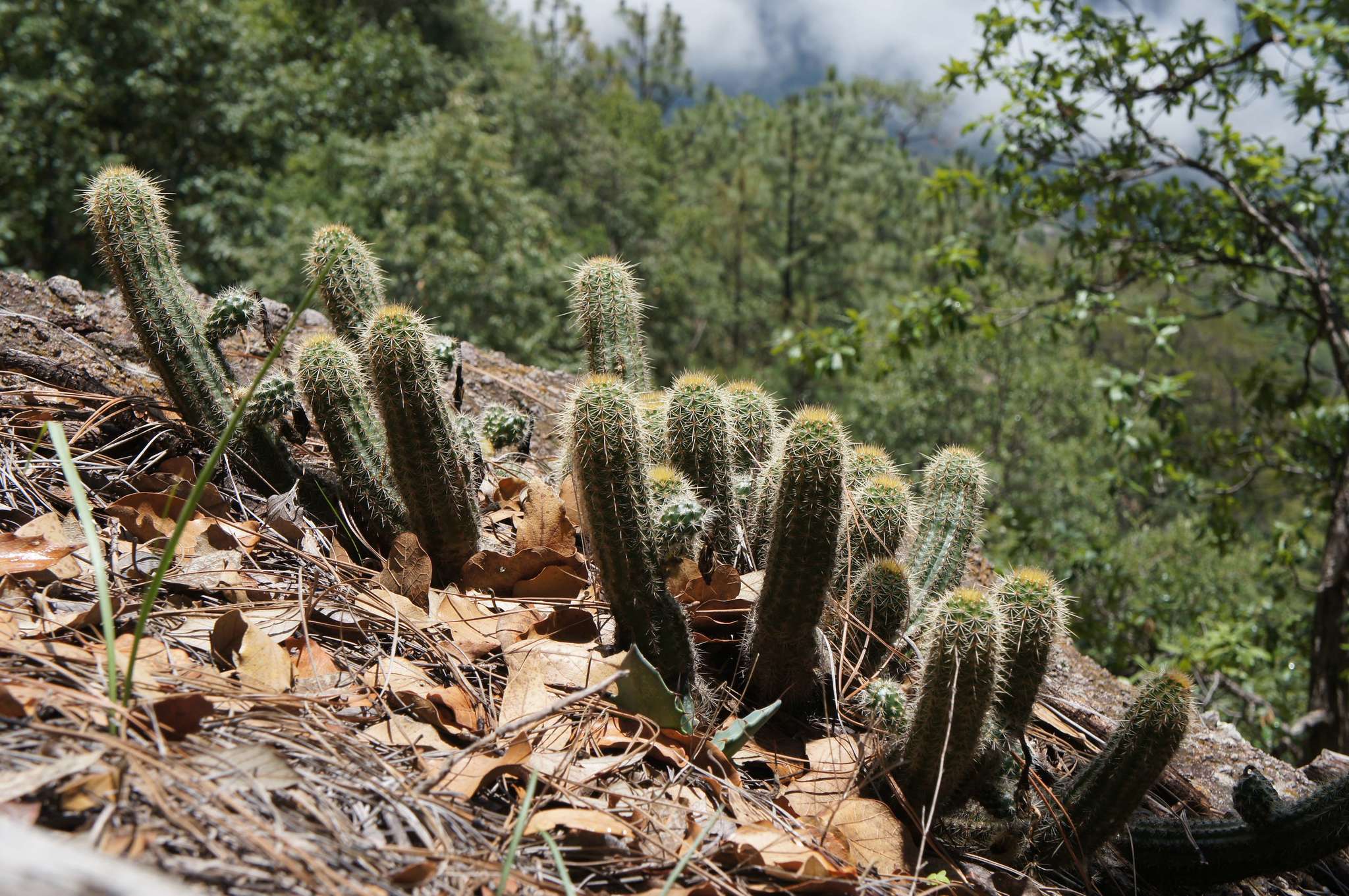 Image de <i>Echinocereus chaletii</i> W. Rischer