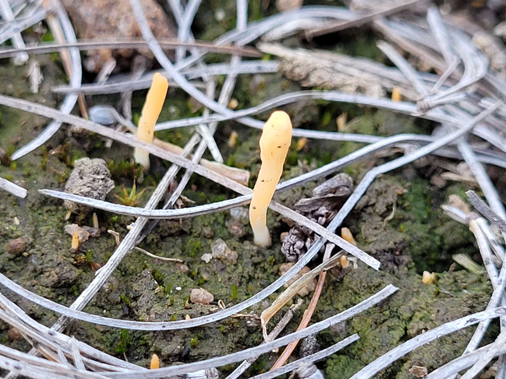 Image of spring club lichen