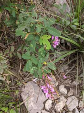 Image of Campylotropis macrocarpa (Bunge) Rehder