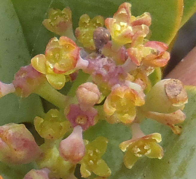 Image of Coastal tannin-bush