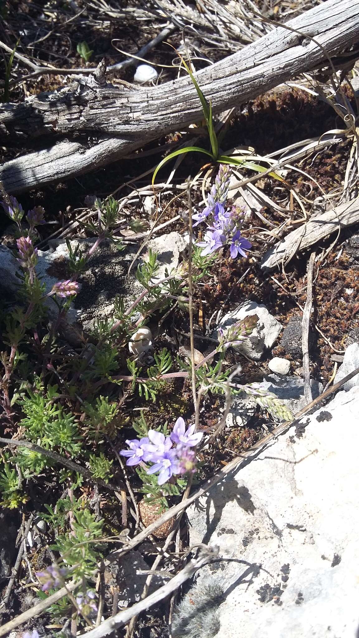 Image of Veronica capsellicarpa Dubovik