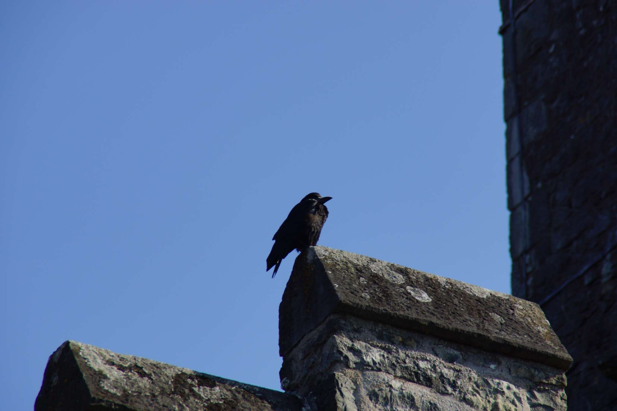 Imagem de Corvus frugilegus Linnaeus 1758