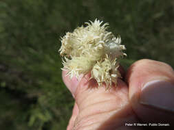 Image of Helichrysum mixtum var. mixtum