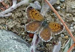 Image de Lycaena boldenarum White 1862