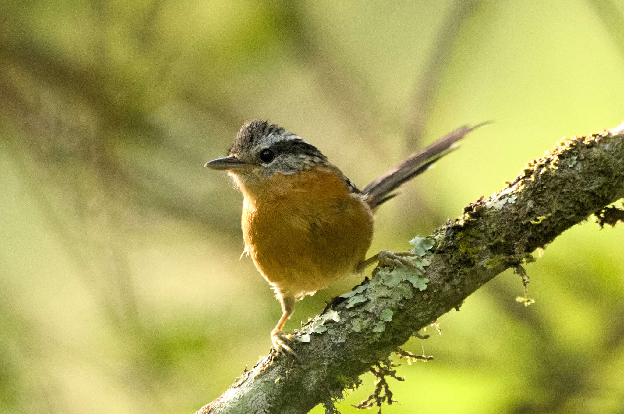 Image of Ferruginous Antbird