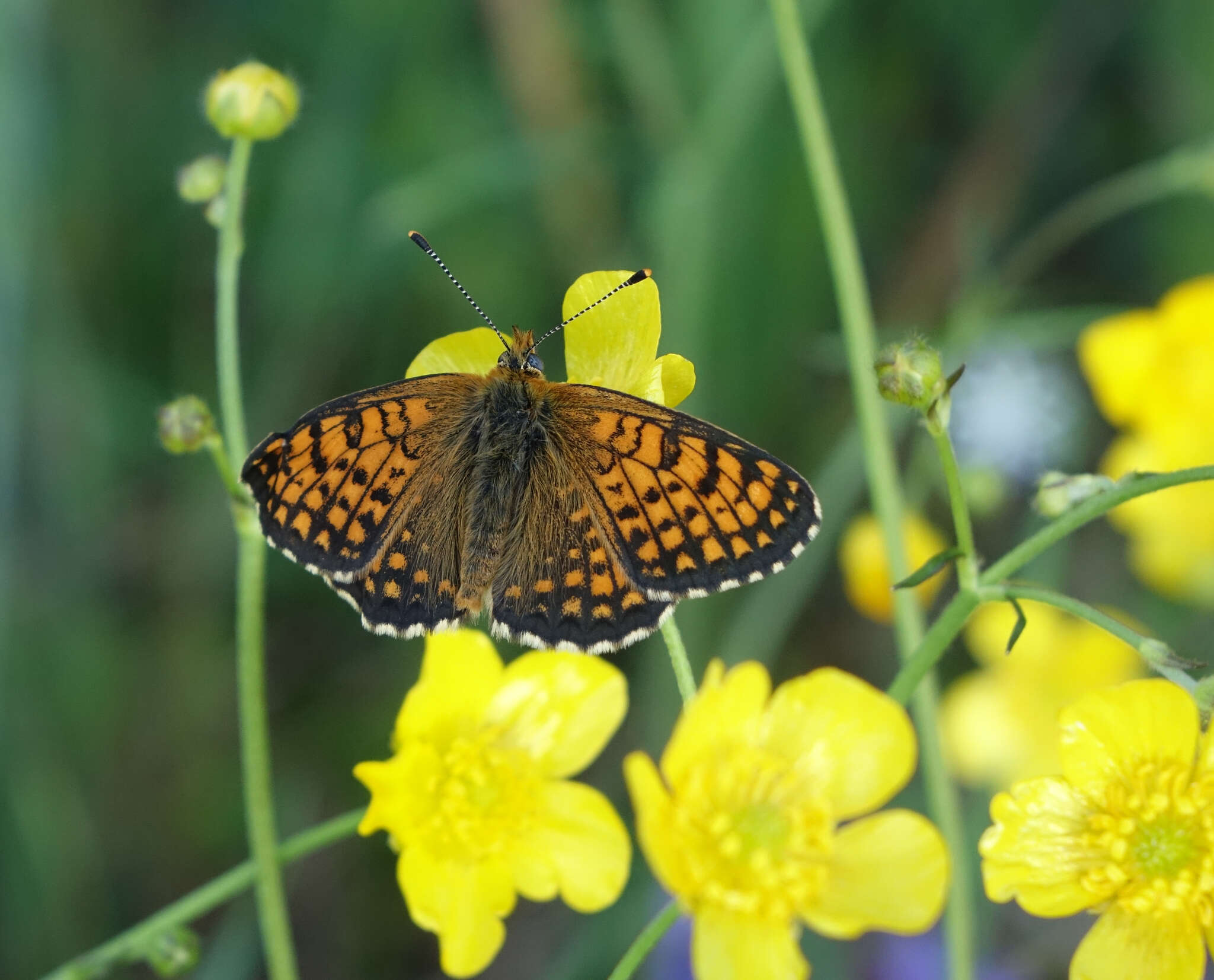 Image of Melitaea arcesia Bremer 1861