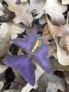 Image of Wood sorrel