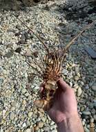 Image of Green Spiny Lobster