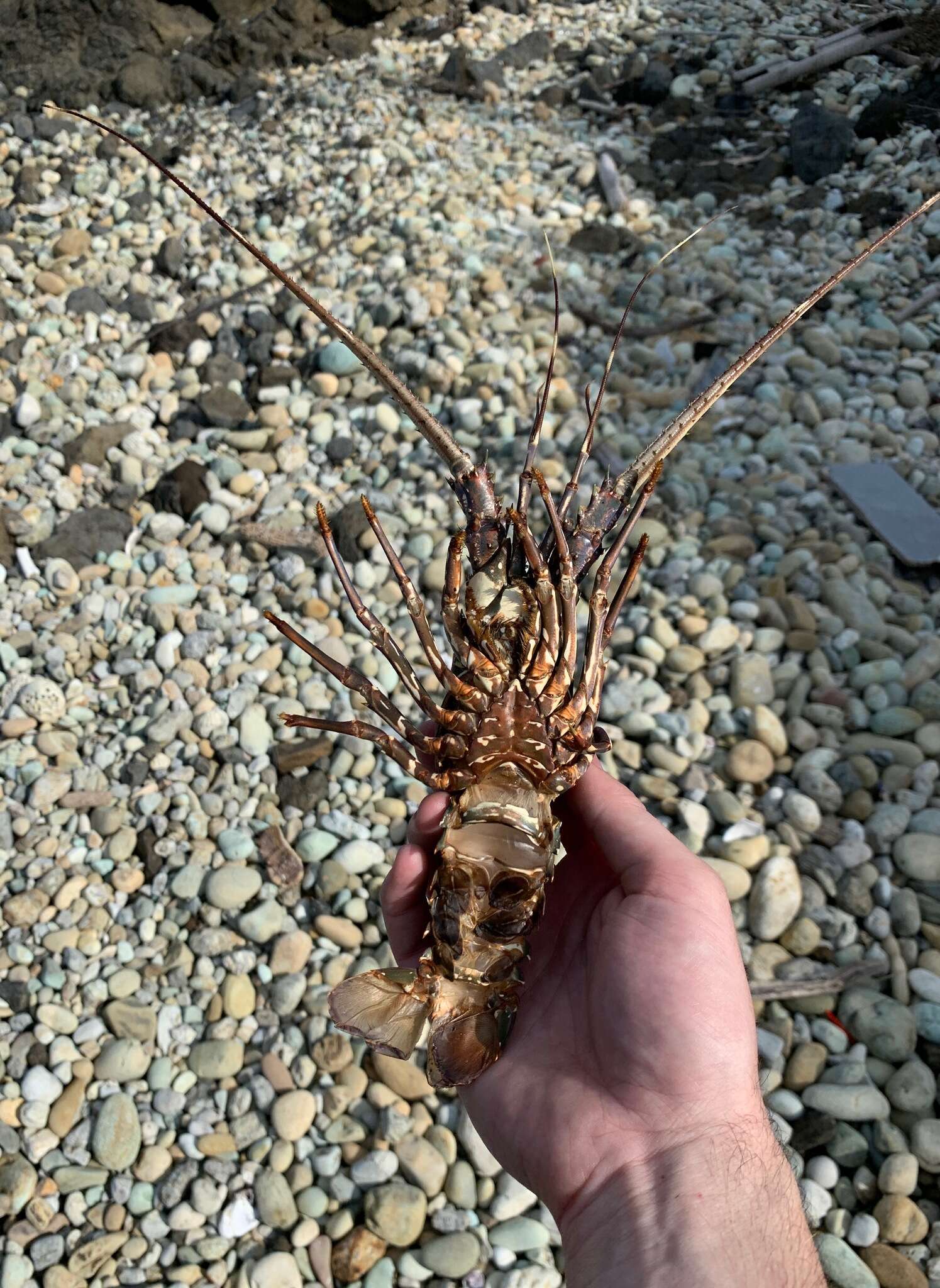 Image of Green Spiny Lobster