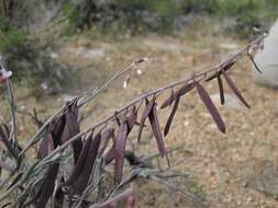 Image of bluepod rockcress