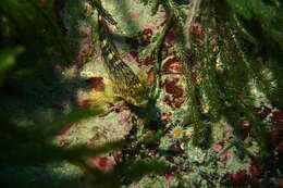 Image of Striped Triplefin