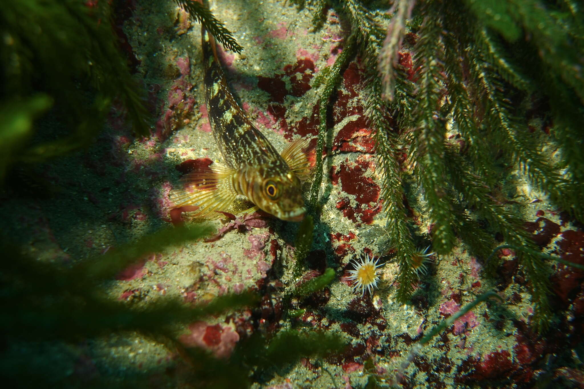 Image of Striped Triplefin