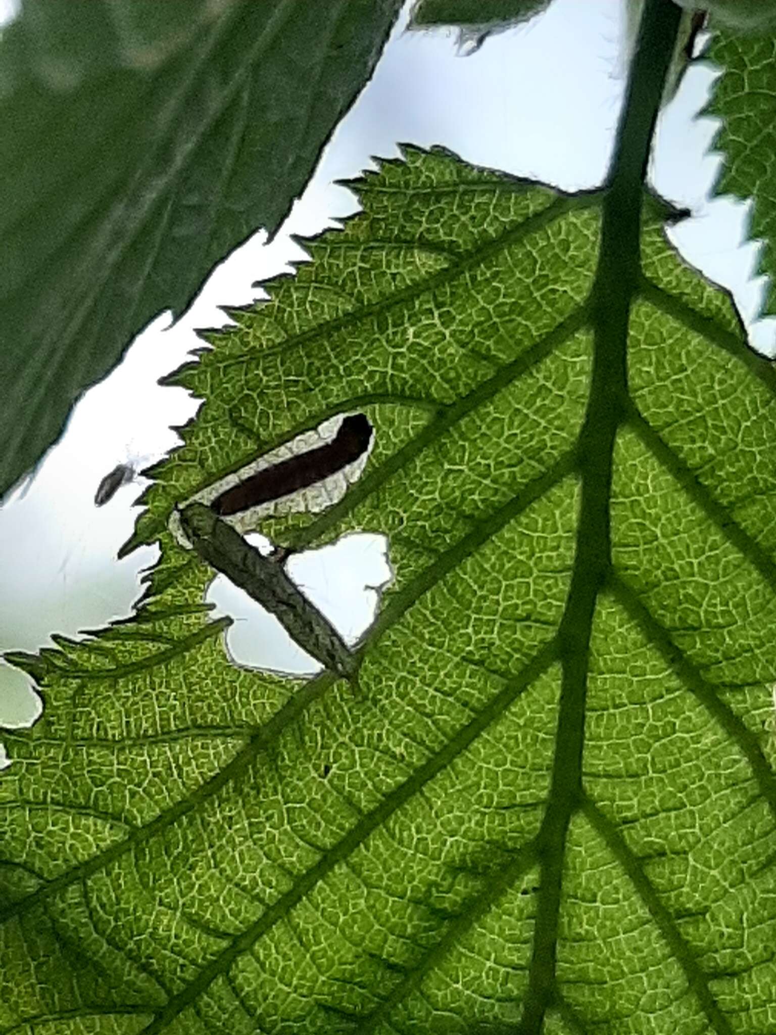 Image of Casebearer moth