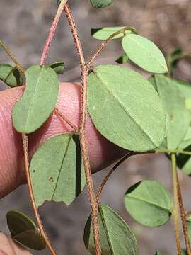 Image of Indigofera sarmentosa L. fil.