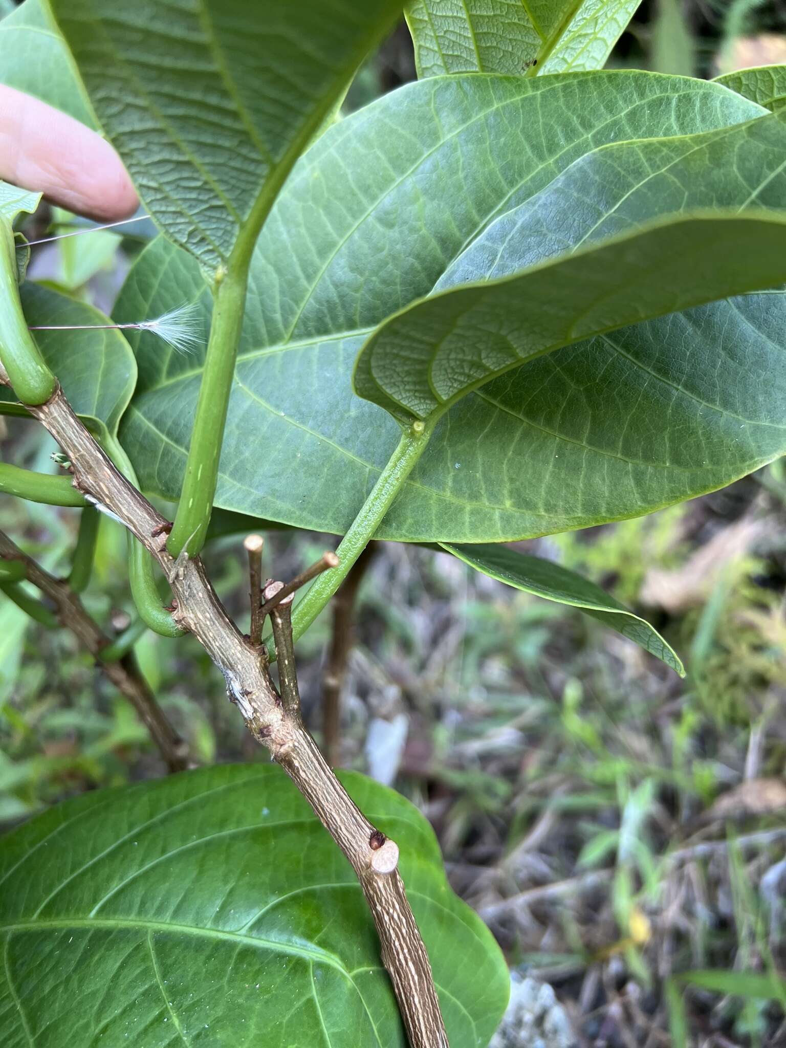 Image de Passiflora arborea Spreng.