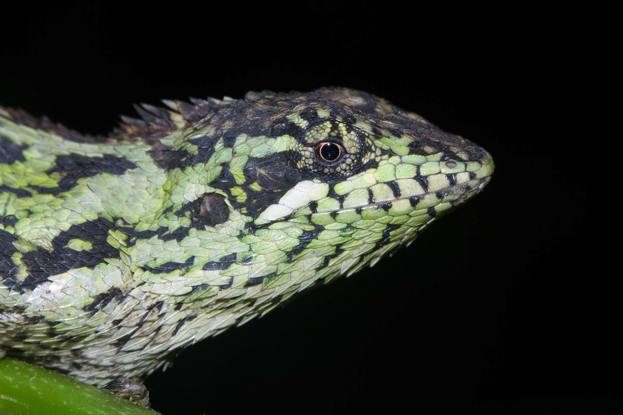 Image of Horsfield's Spiny Lizard