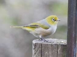 Image of Silvereye