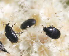 Imagem de Orphilus subnitidus Le Conte 1861