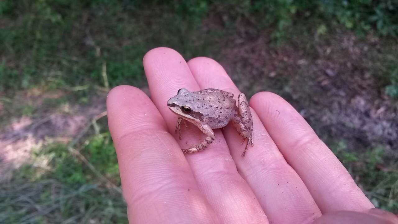 Image of Upland Chorus Frog