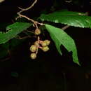 Image of Fortunearia sinensis Rehder & E. H. Wilson