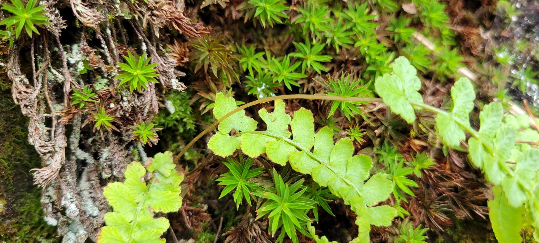 Image of Athyrium anisopterum Christ