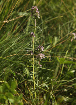 Image of Thymus dacicus Borbás