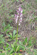 Anacamptis morio subsp. syriaca (E. G. Camus) H. Kretzschmar, Eccarius & H. Dietr.的圖片