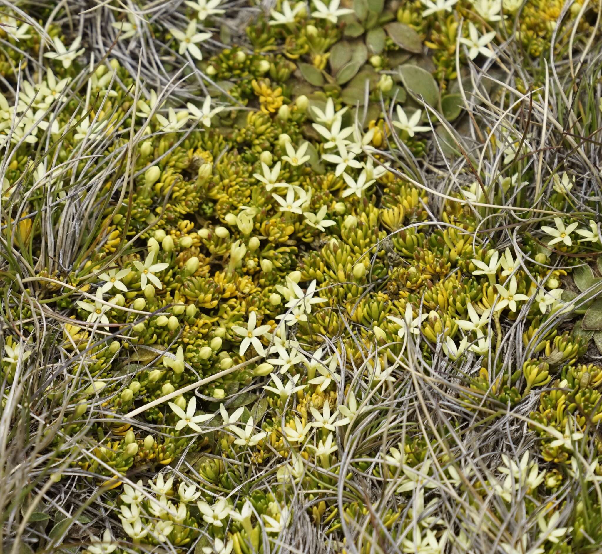 Image of Stackhousia pulvinaris F. Müll.