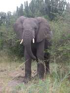 Image of African bush elephant