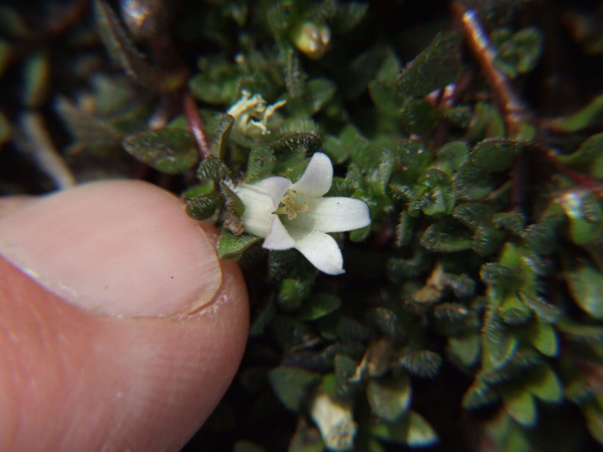 صورة Wahlenbergia peruviana A. Gray