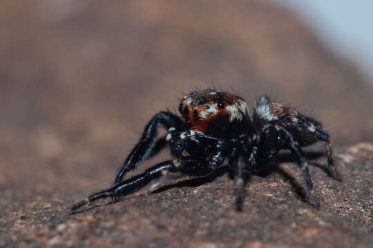 Image of Evarcha prosimilis Wesolowska & Cumming 2008