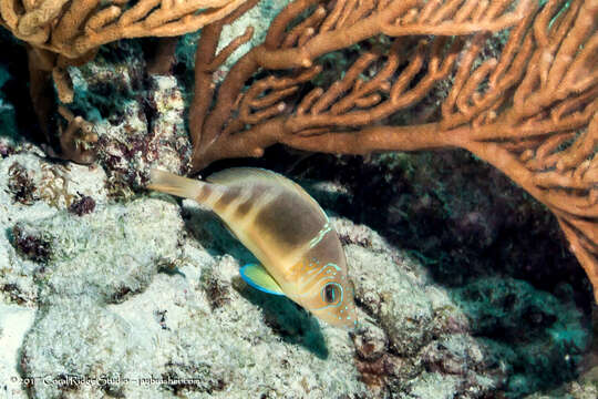 Image of Barred Hamlet