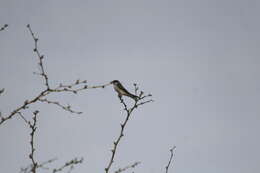 Image of Tumbes Swallow