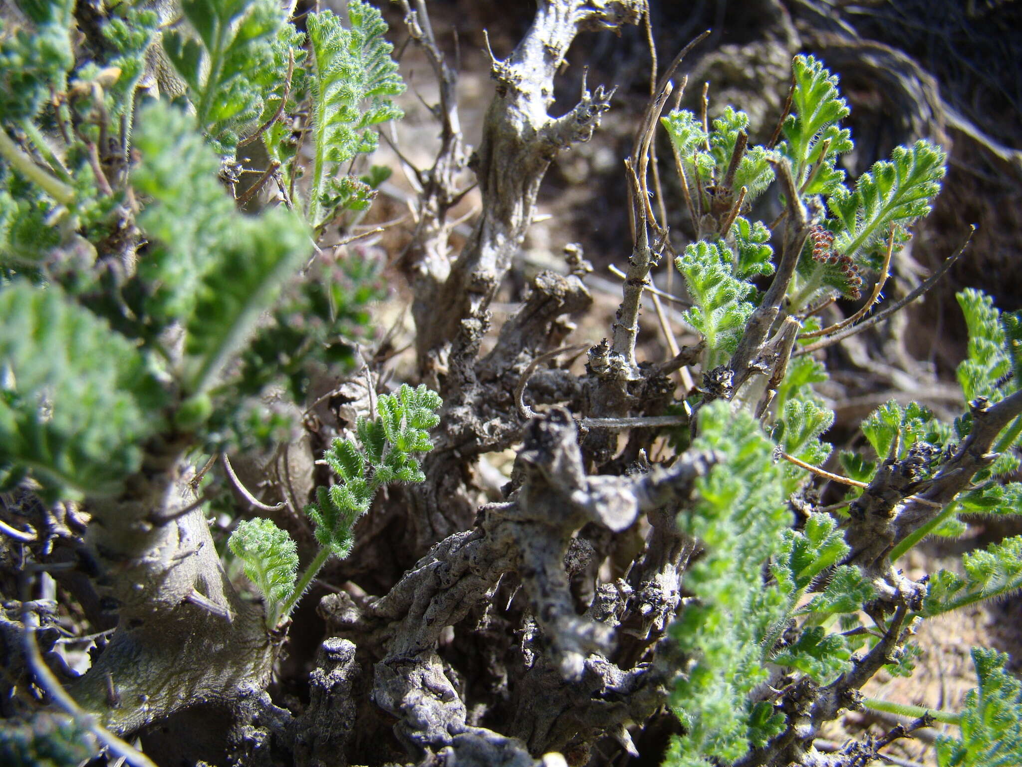 Слика од Pelargonium alternans Wendl.